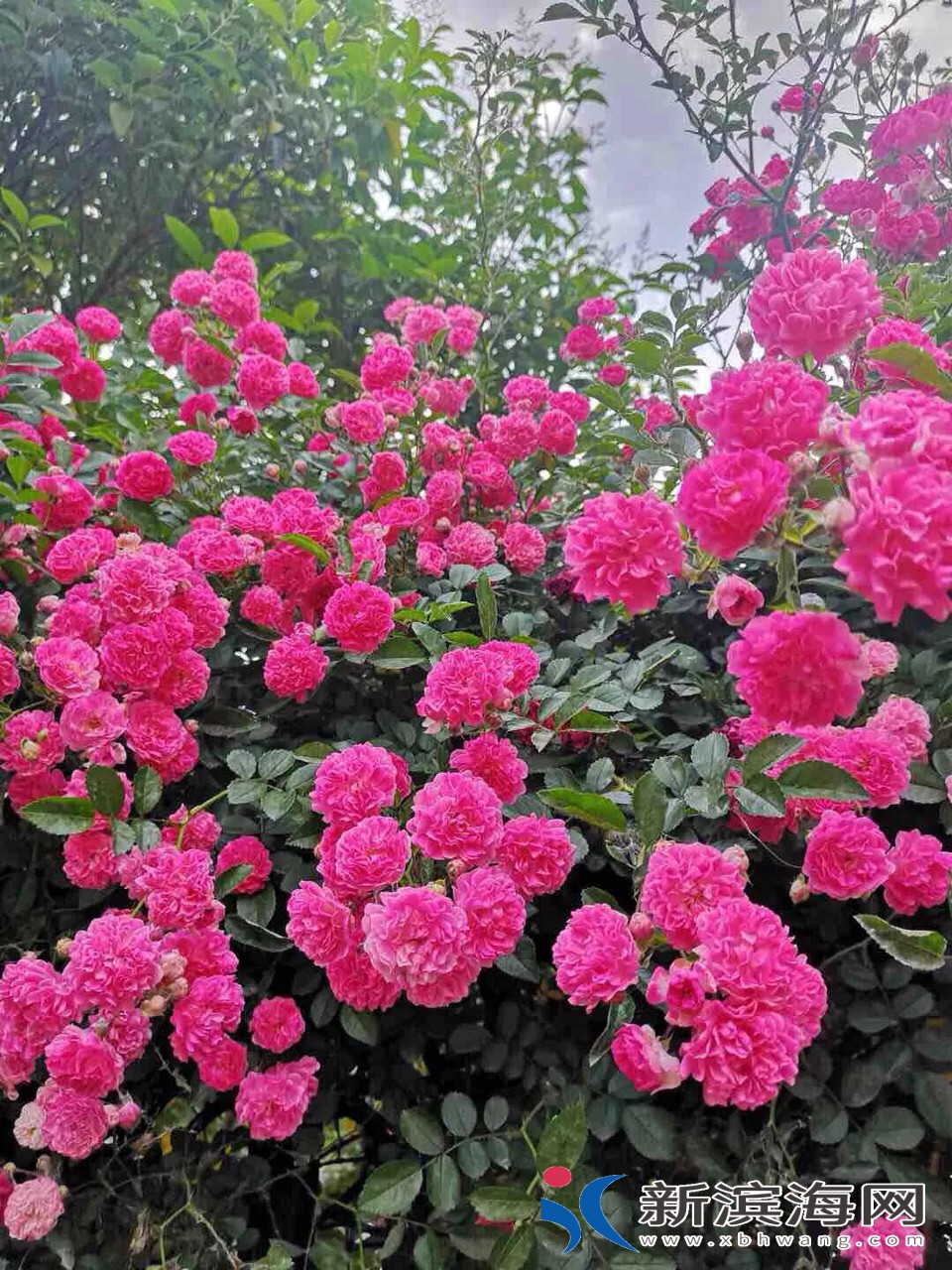 20180531510711527733074443737.jpg