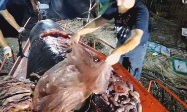 微信图片_20190708085925.gif
