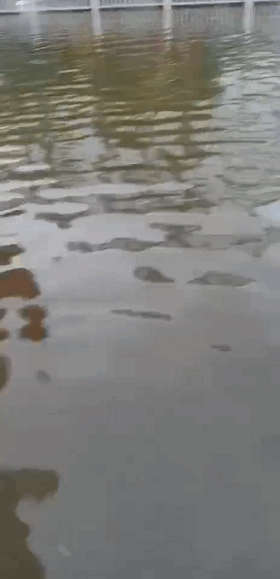 3_20190811104646.gif