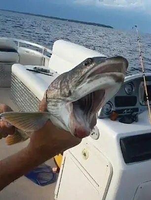 20190825475571566728395748714.jpg
