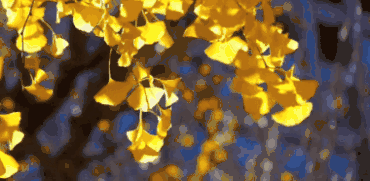 微信图片_20191115093153.gif