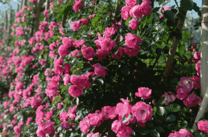 微信图片_20191220080913.gif