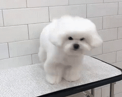 20200107_15974_1578399034760.gif