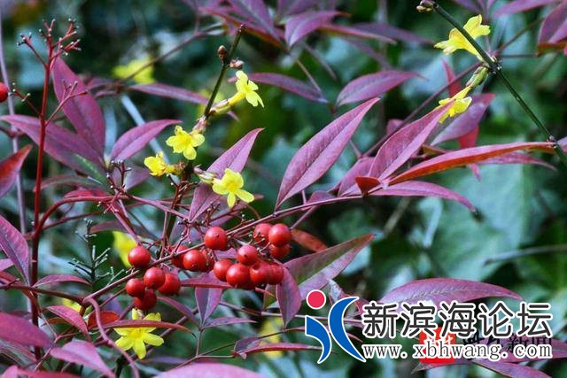 15822939231527439_1582265608000coverWaterMark.jpg