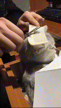 20200419_96622_1587252062188.gif