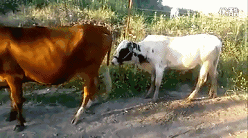 20200506_15974_1588728699939.gif