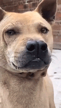 20200531_15974_1590890804413.gif