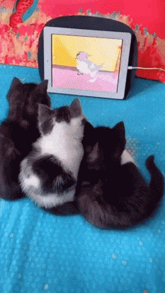 20200531_96622_1590921541172.gif