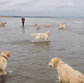 20200612_15974_1591953315692.gif