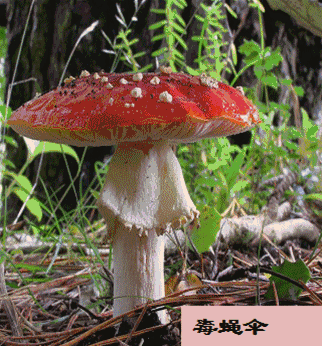 微信图片_20200618083507.gif