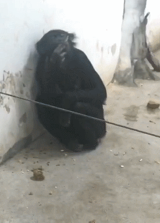 20200808_96622_1596859456859.gif