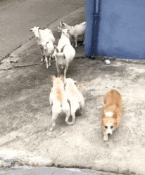 front2_0_Fj-44OPt4ekcz_1wXMr9l7ely1x7.1609463930.gif
